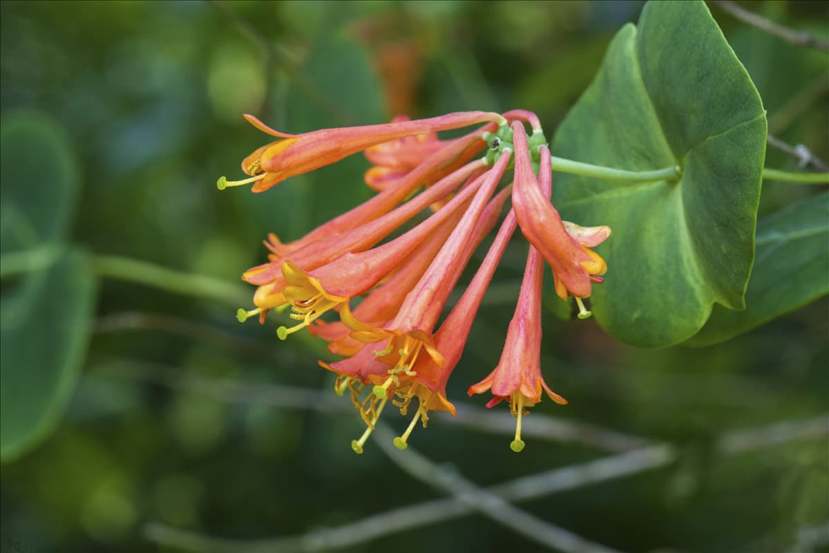 Lonicera x brownii 'Dropmore Scarlet'