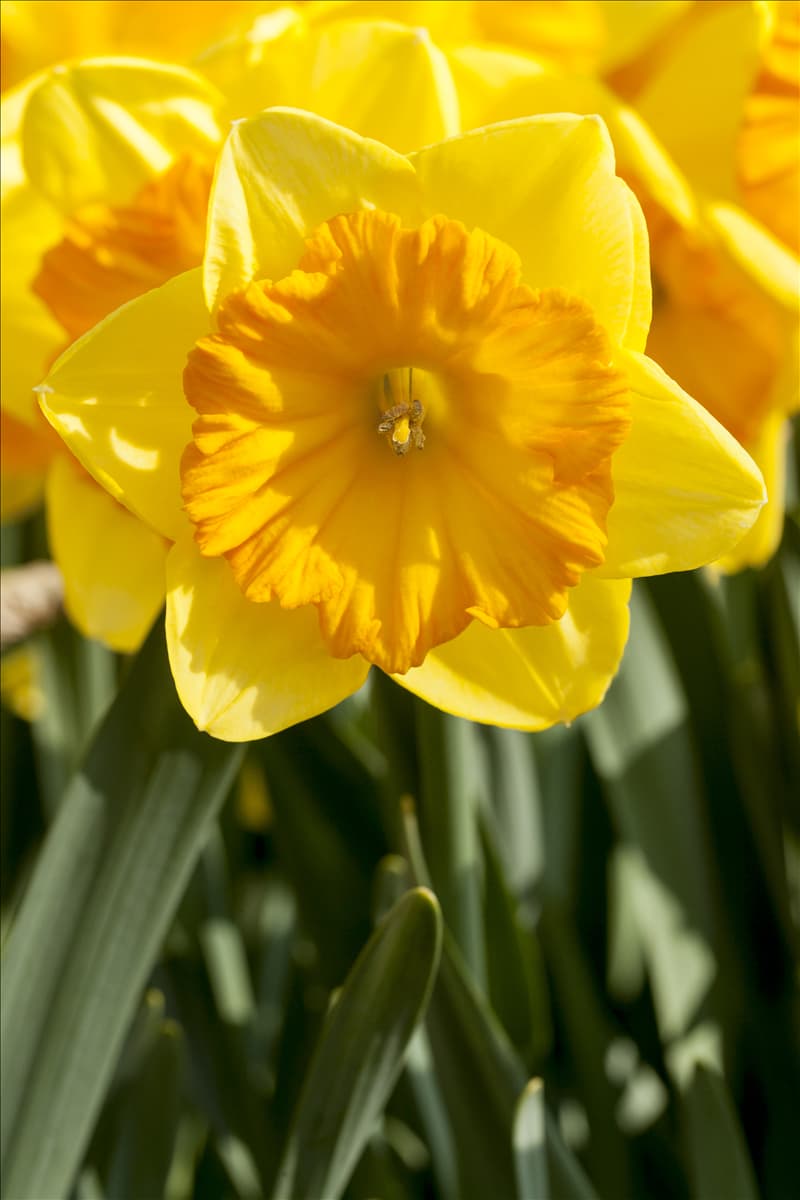 Narcissus in großkronigen Sorten
