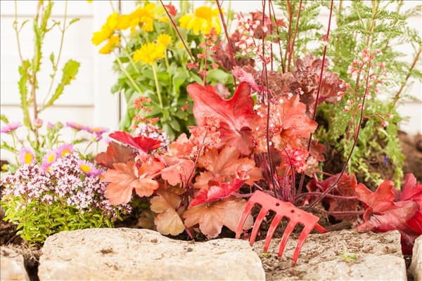 Heuchera, rot