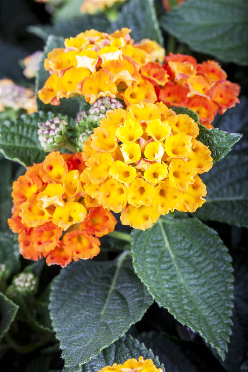 Lantana camara, orange