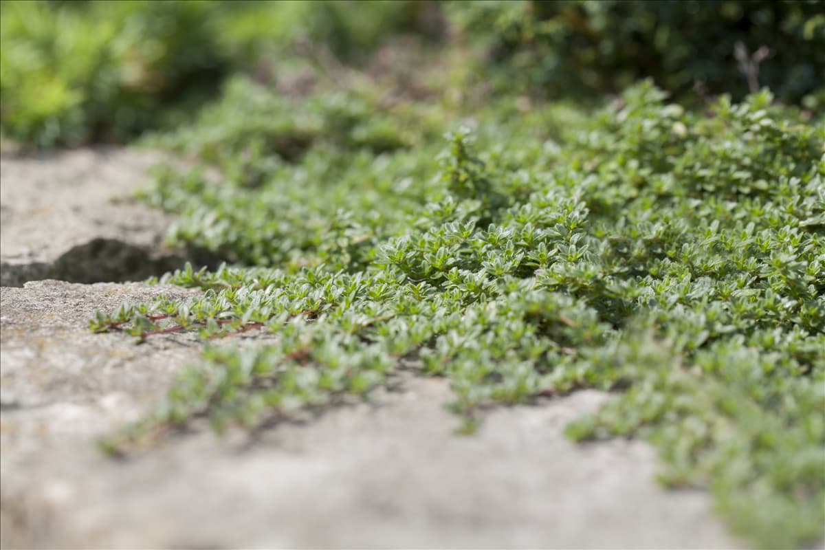 Juniperus horizontalis 'Blue Pygmy'