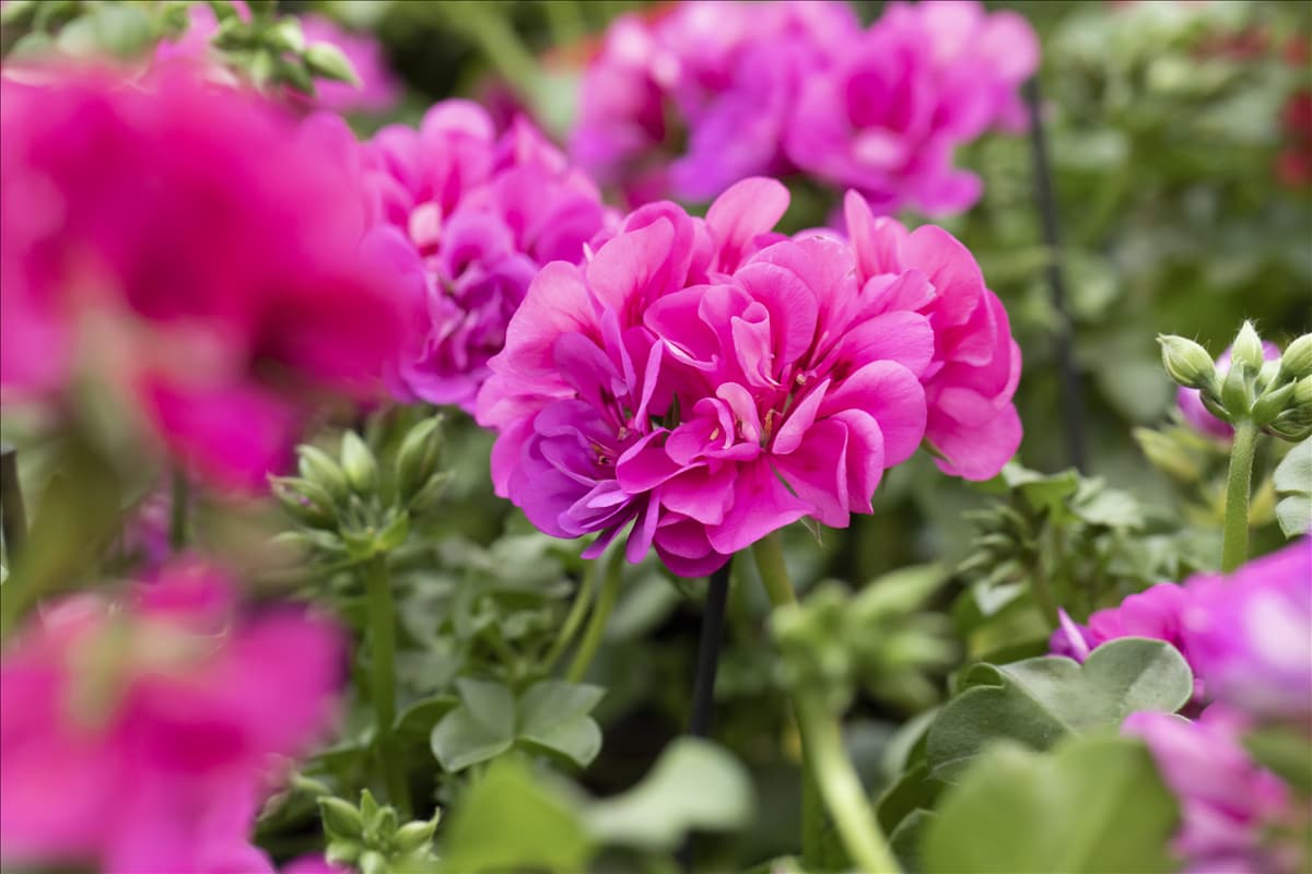 Pelargonium 'Great Balls of Fire'