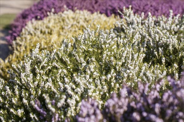 Erica darleyensis