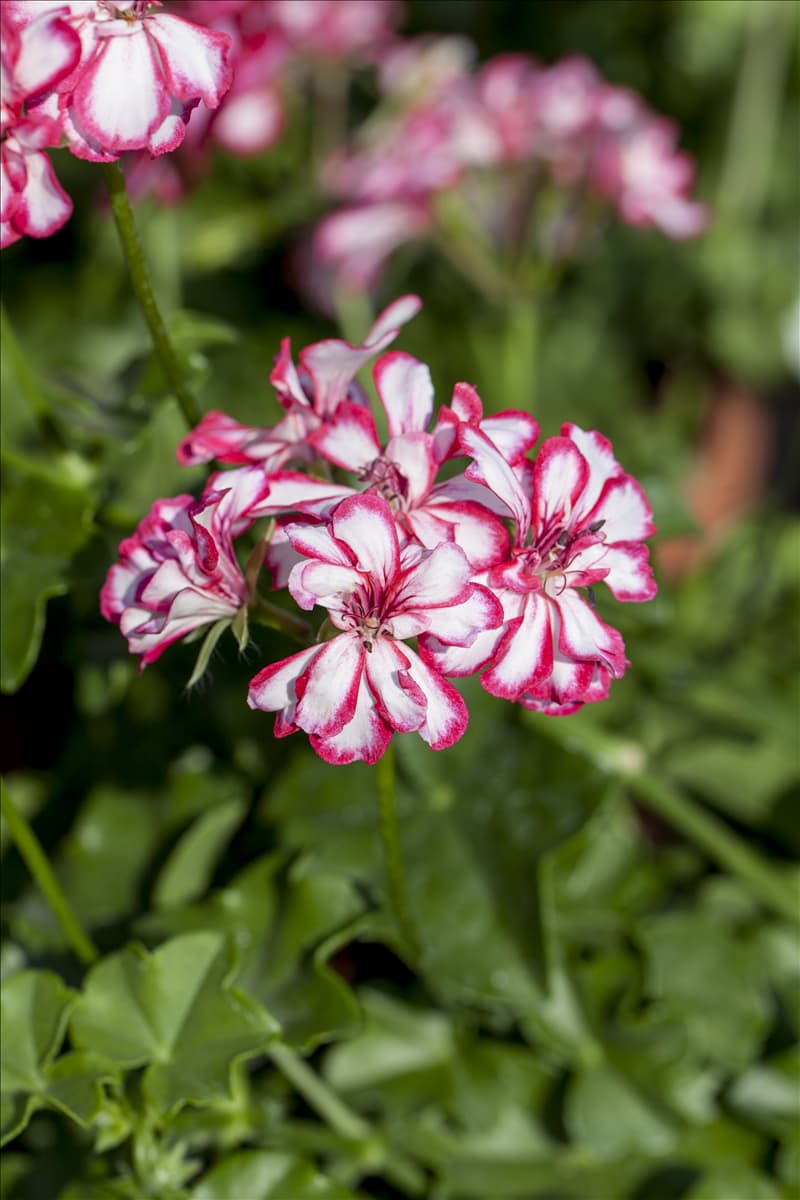 Pelargonium peltatum