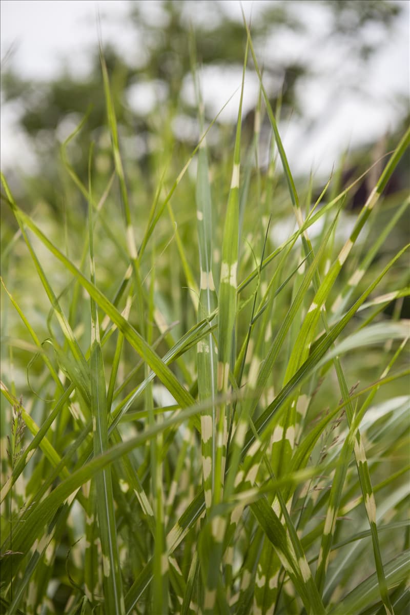 Miscanthus sinensis 'Zebrinus'