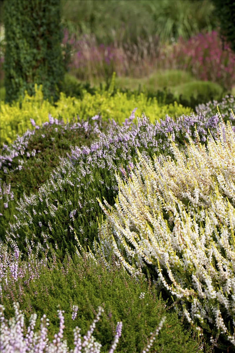 Calluna vulgaris Besenheide