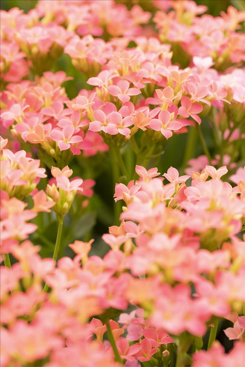 Kalanchoe blossfeldiana 'Calanday'® Kalanchoe 'Calanday'®