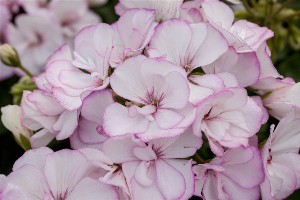Pelargonium