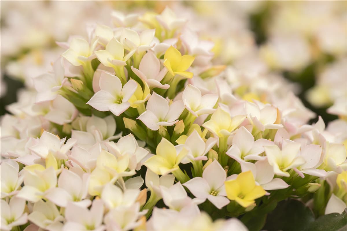 Kalanchoe blossfeldiana 'Calanday® Discodip' Kalanchoe 'Calanday® Discodip'