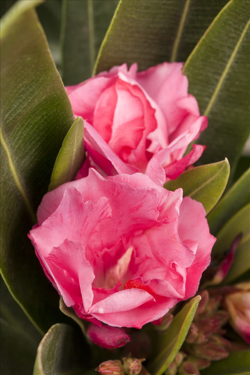 Nerium oleander Coranzon®