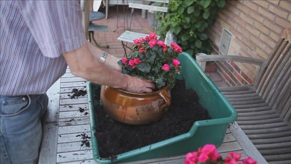 Blumenkübel - Bepflanzen mit mehreren Sommerblumen