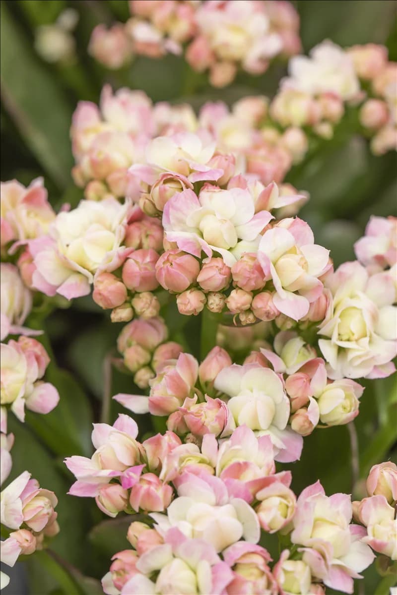 Kalanchoe blossfeldiana 'Grandiva'®