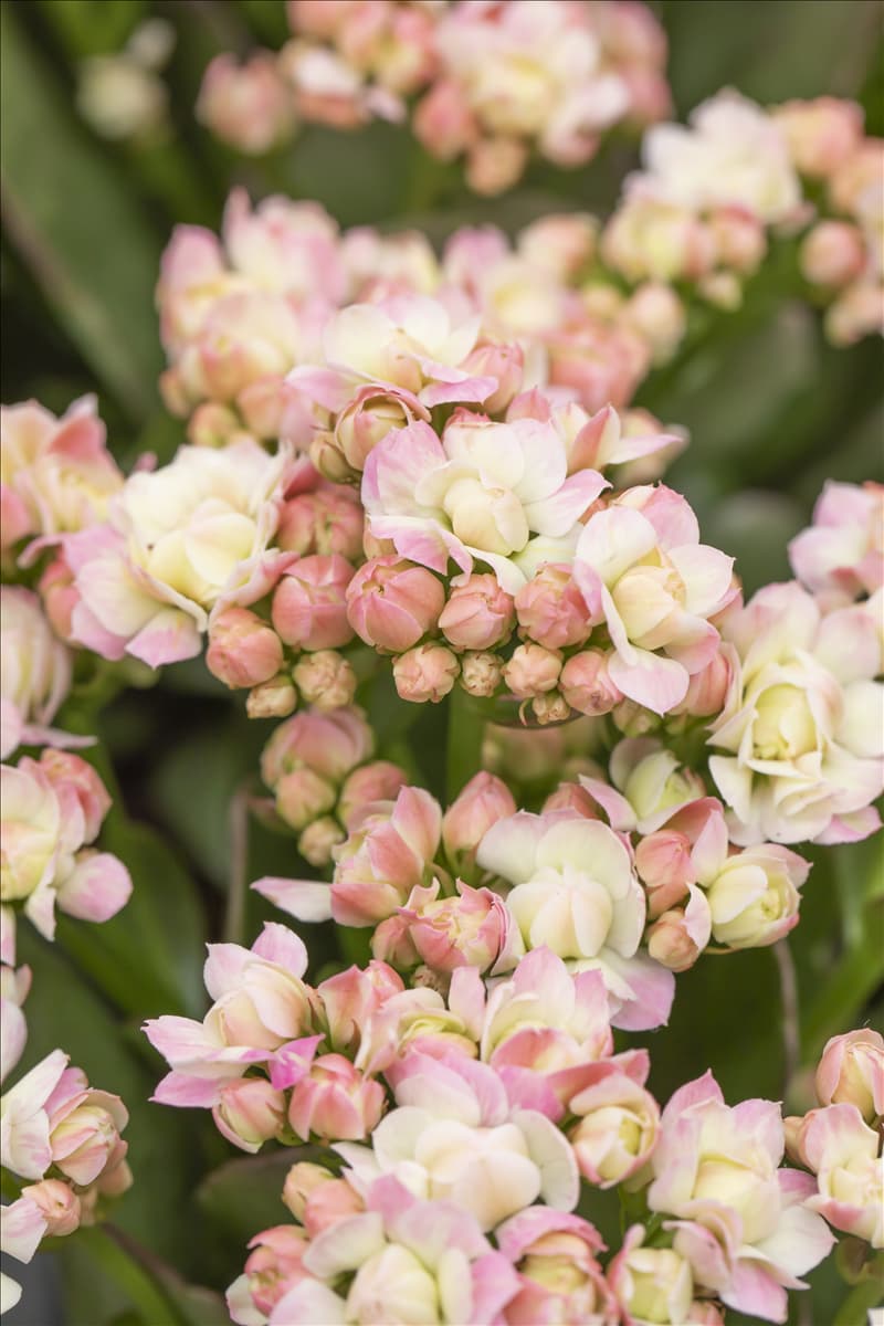 Kalanchoe blossfeldiana 'Grandiva'® Kalanchoe 'Grandiva'®