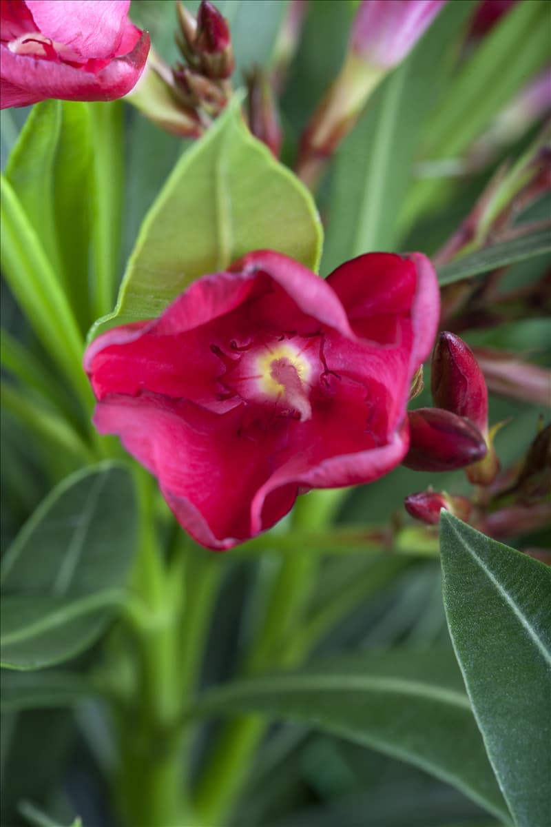 Nerium oleander, dunkelrosa