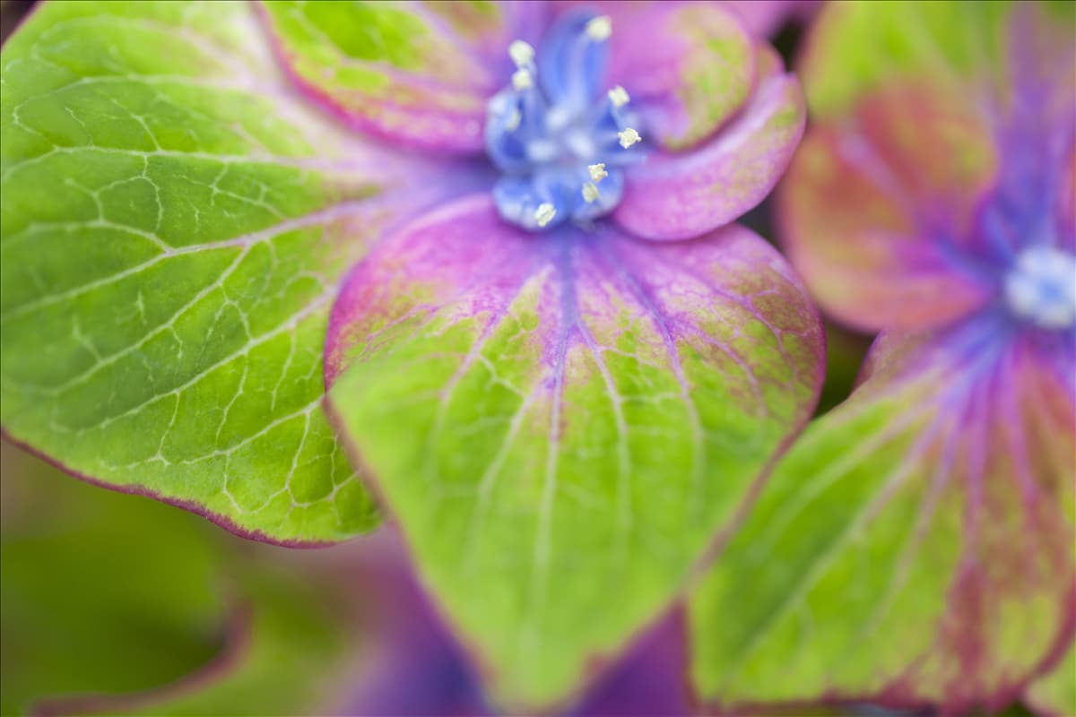 Hydrangea macrophylla 'Saxon® Schloss Wackerbarth, Horwack(s)'
