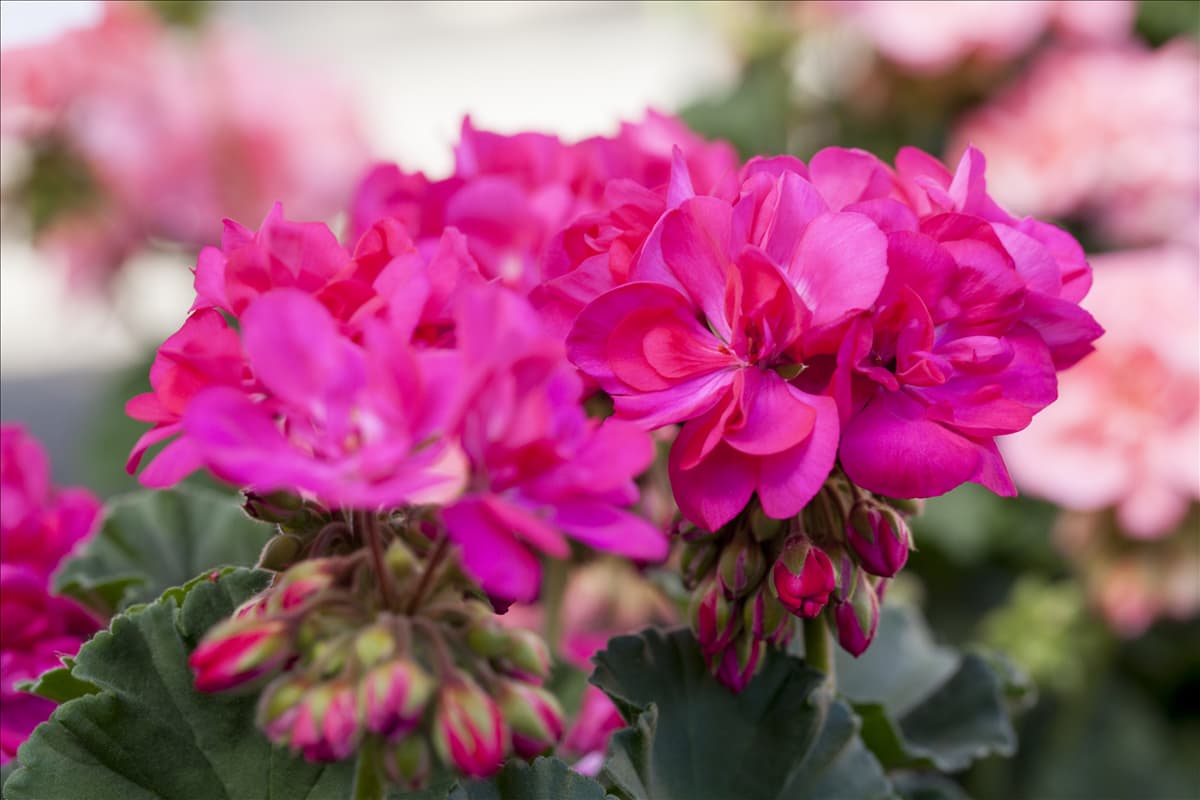 Pelargonium zonale 'Candy Idols'®