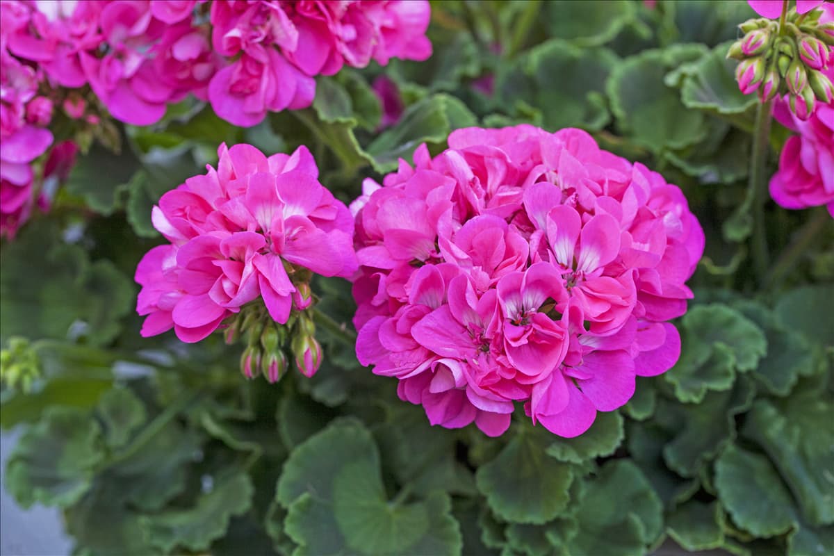 Pelargonium zonale 'Summer Idols® Hot Pink'