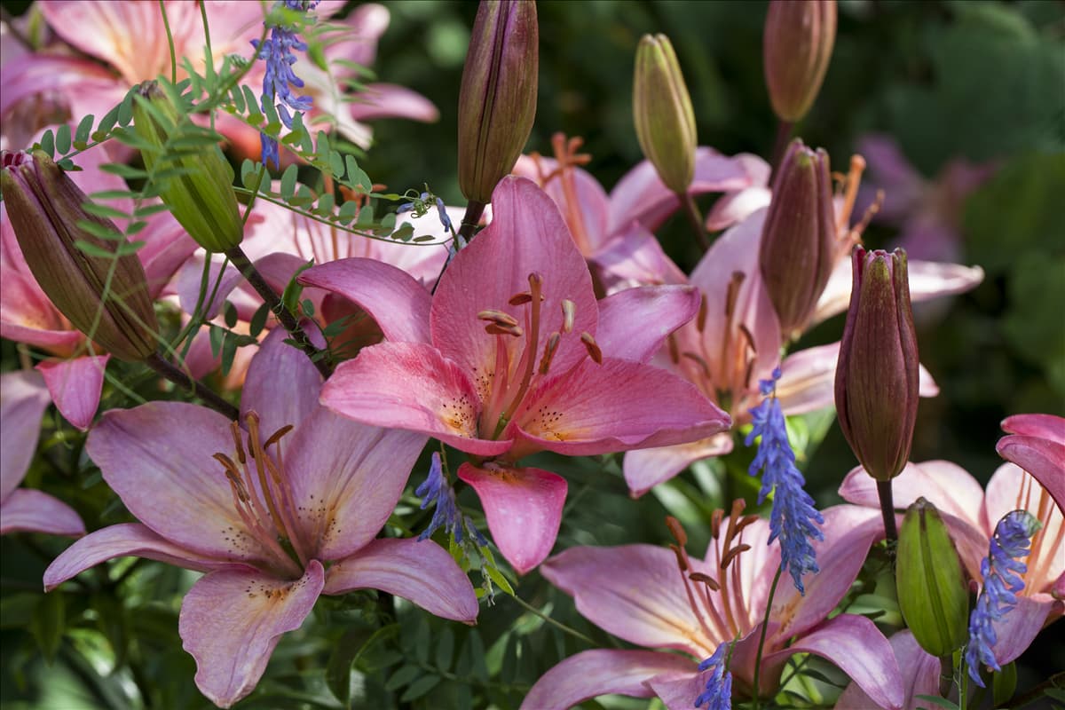 Lilium 'Toronto'