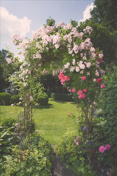 Rosa, rosa