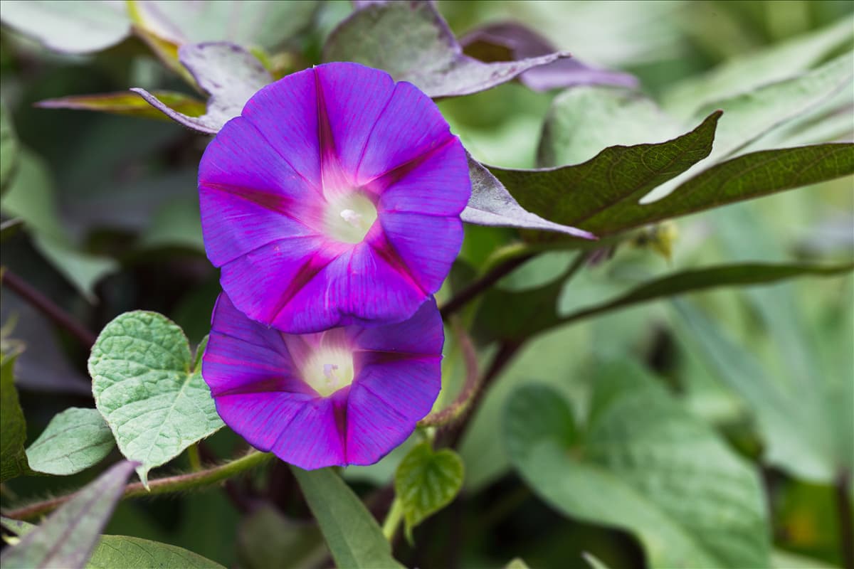 Ipomoea tricolor