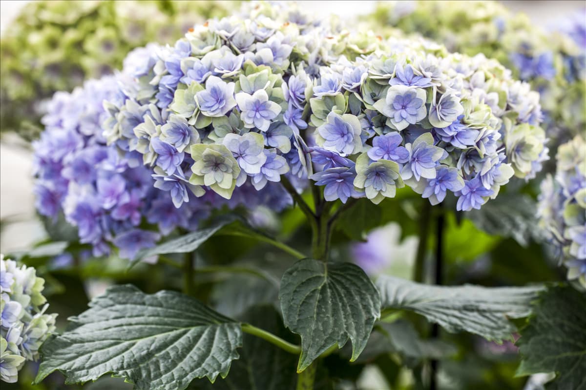 Hydrangea macrophylla You & Me 'Romance'®