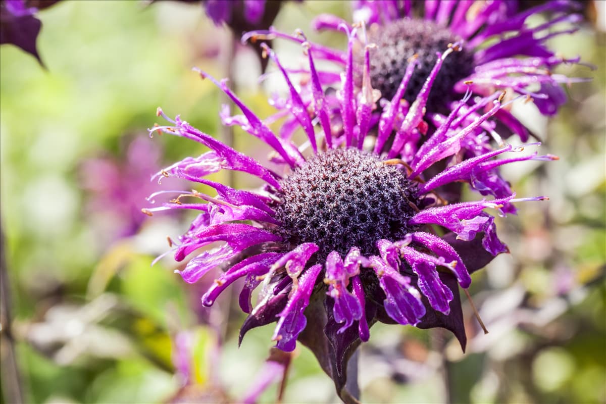 Monarda fistulosa 'Scorpion'