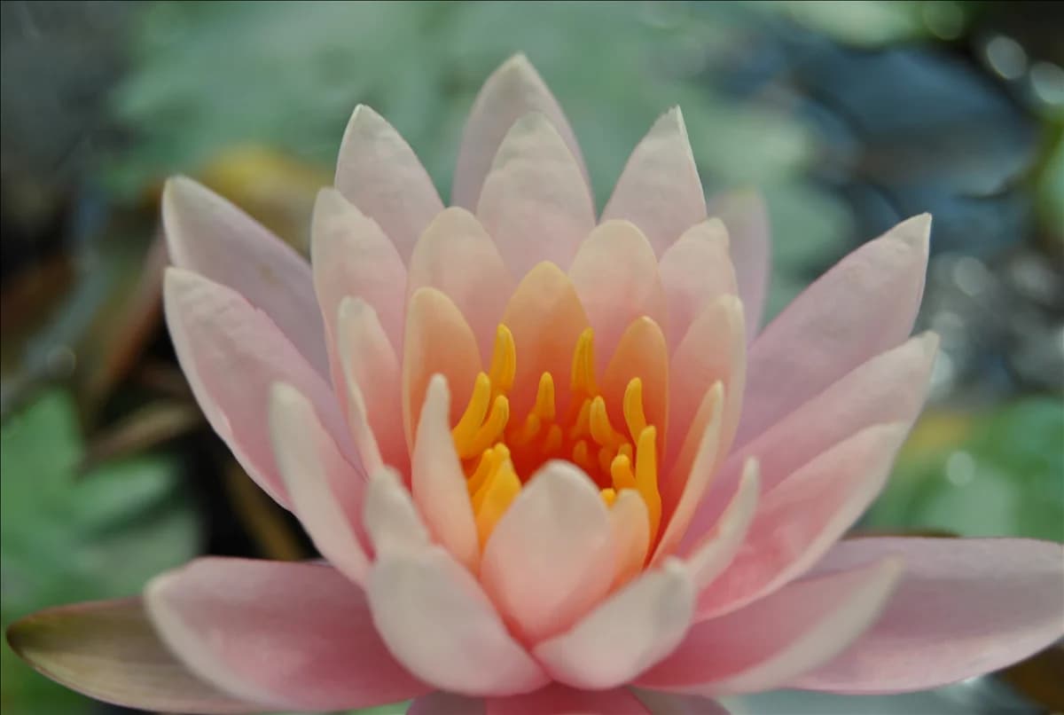 Nymphaea 'Fabiola'