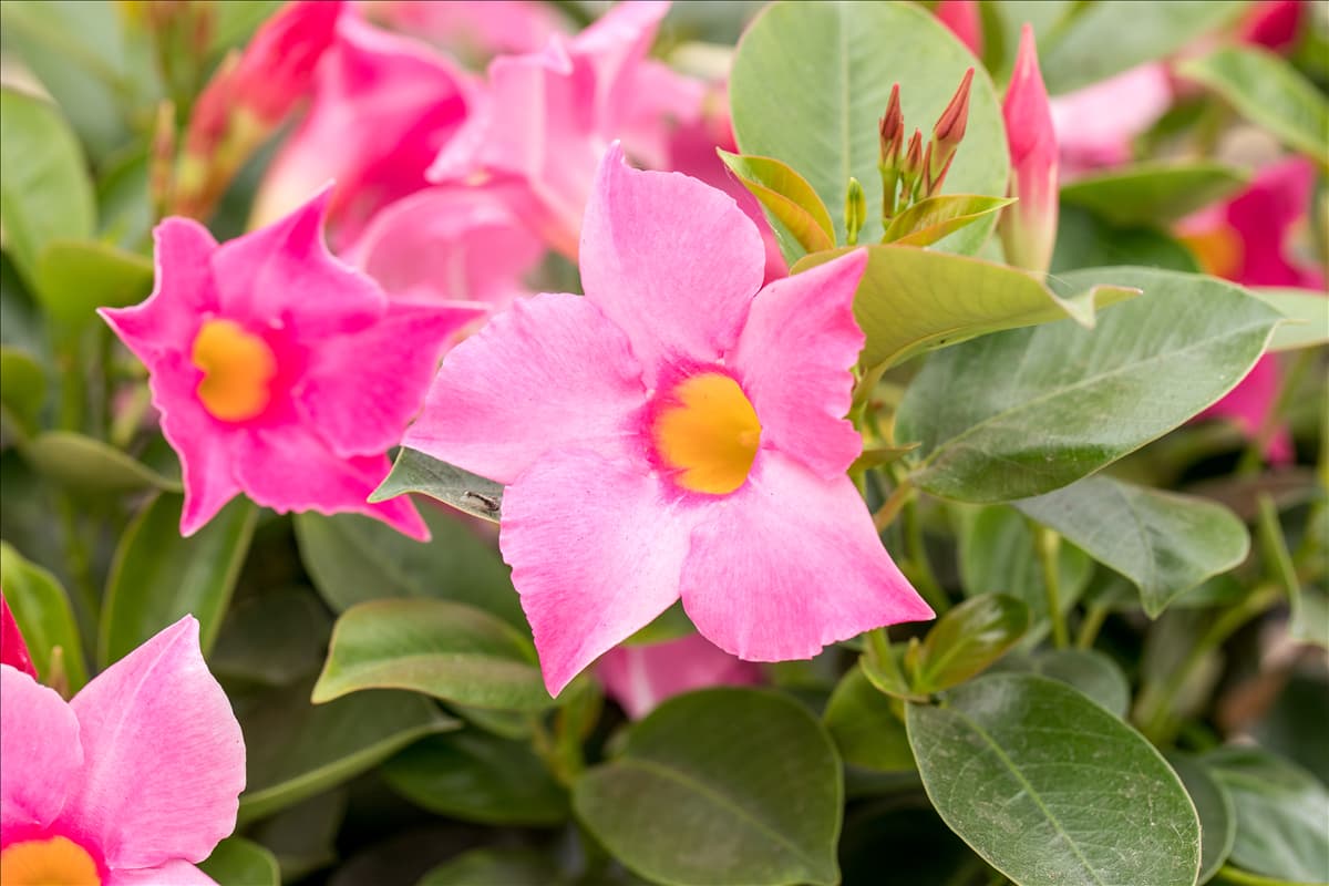 Mandevilla x amabilis 'Alice du Pont'