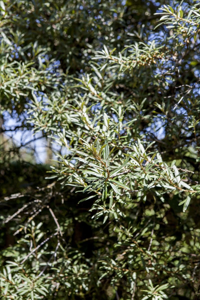 Hippophae rhamnoides