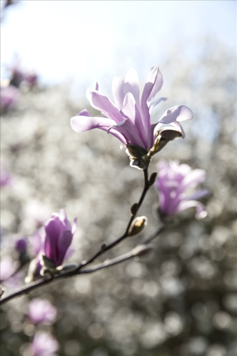 Magnolia x loebneri 'Leonard Messel'