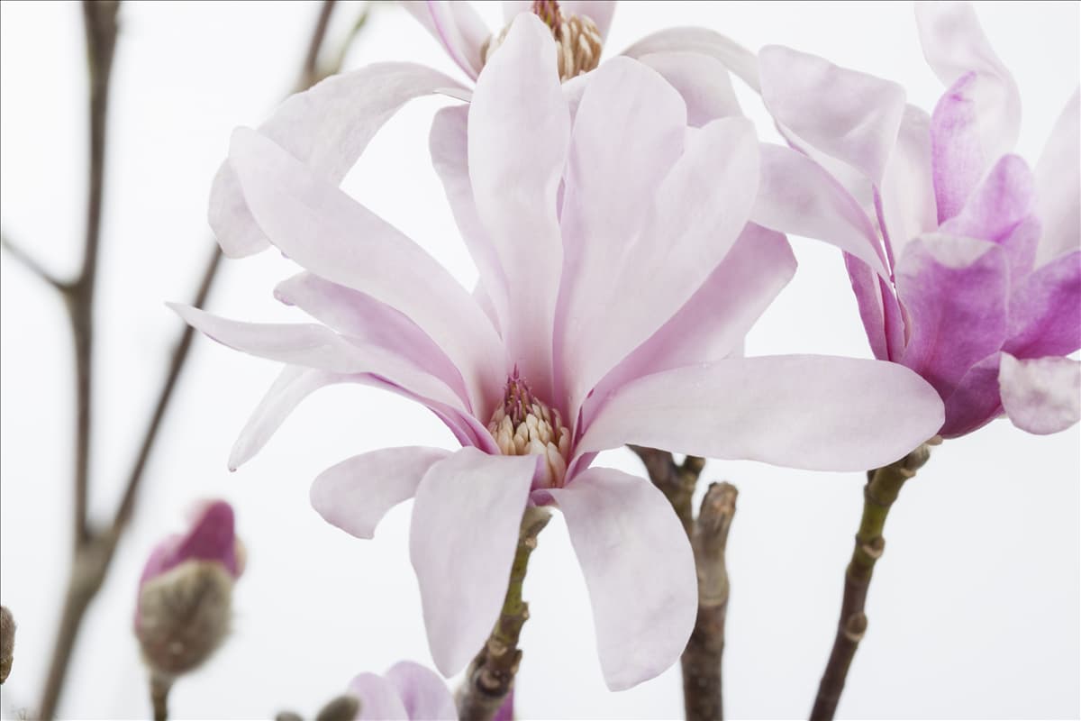 Magnolia x loebneri 'Leonard Messel'