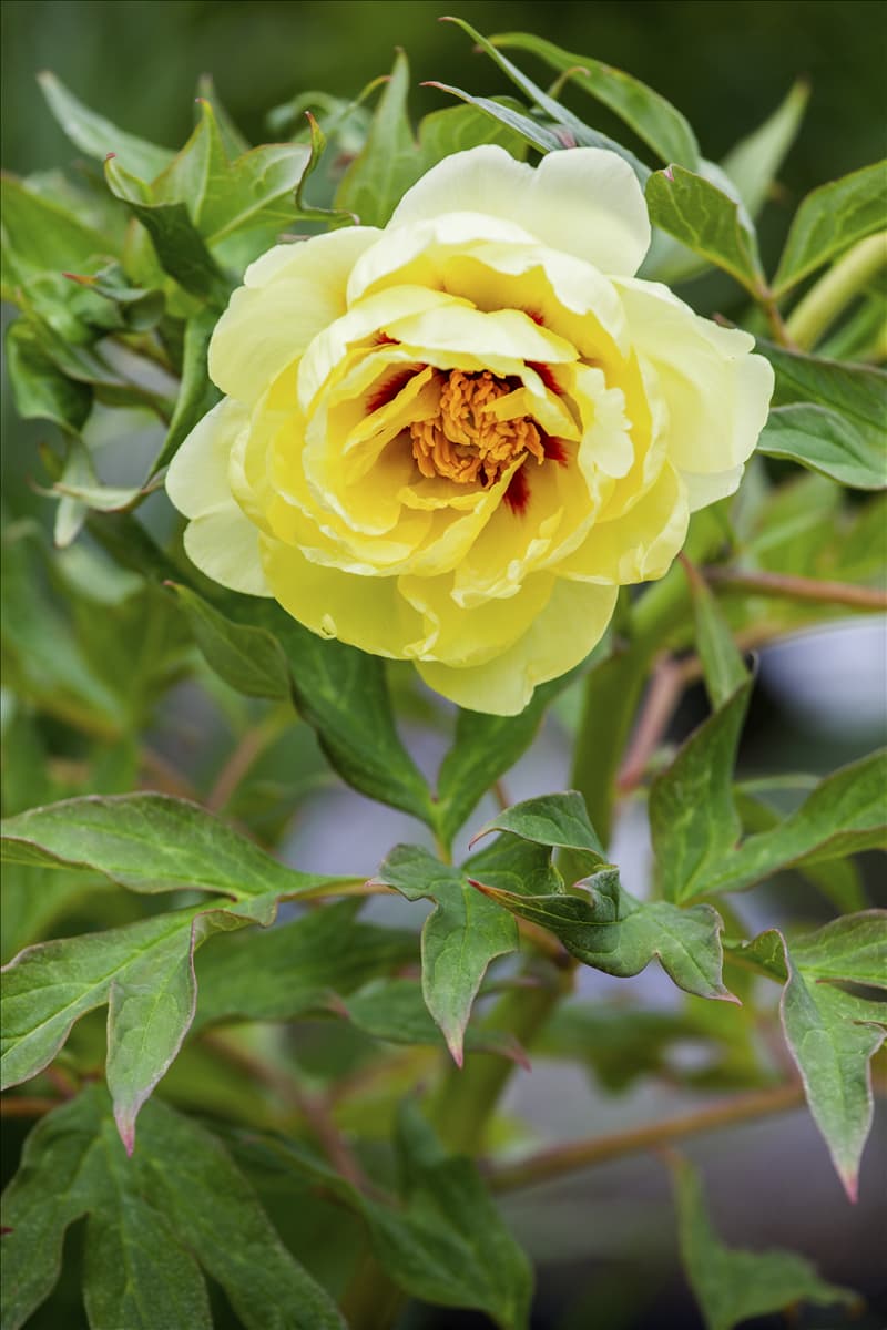 Paeonia x suffruticosa 'High Noon'