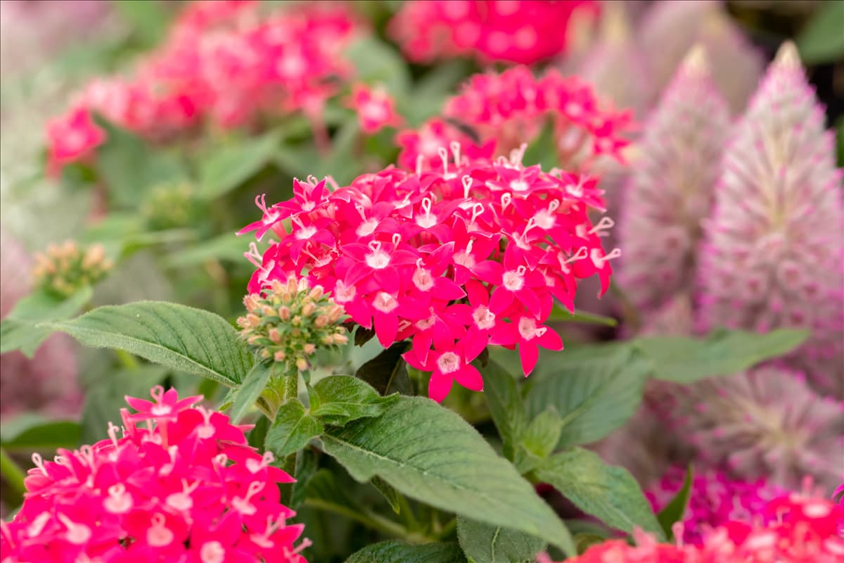Pentas lanceolata 'Graffiti'®