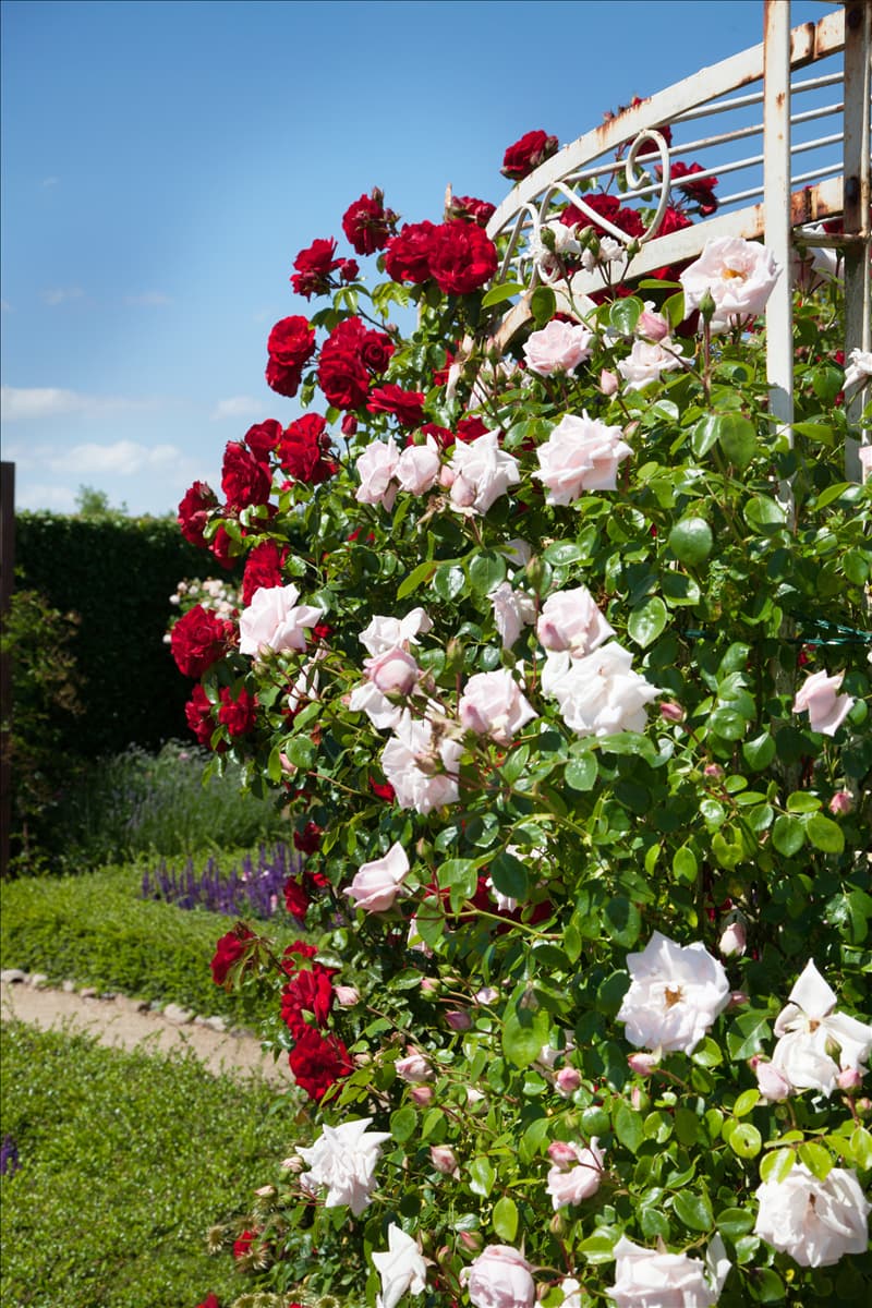 Kletterrose Kletterrose