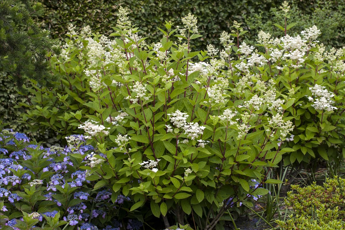 Hydrangea paniculata 'Wim´s Red'(s)