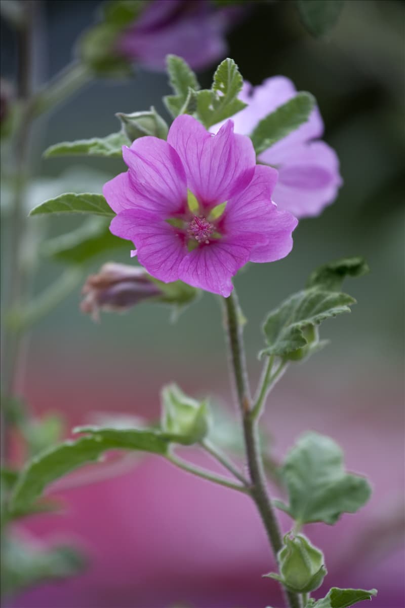 Lavatera x olbia