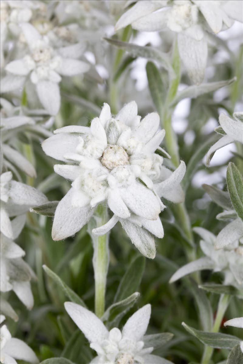Leontopodium alpinum
