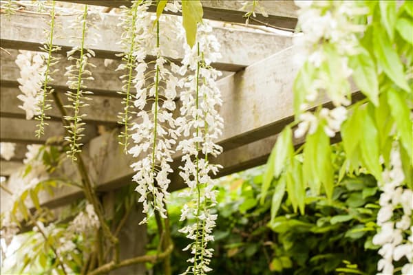 Wisteria floribunda