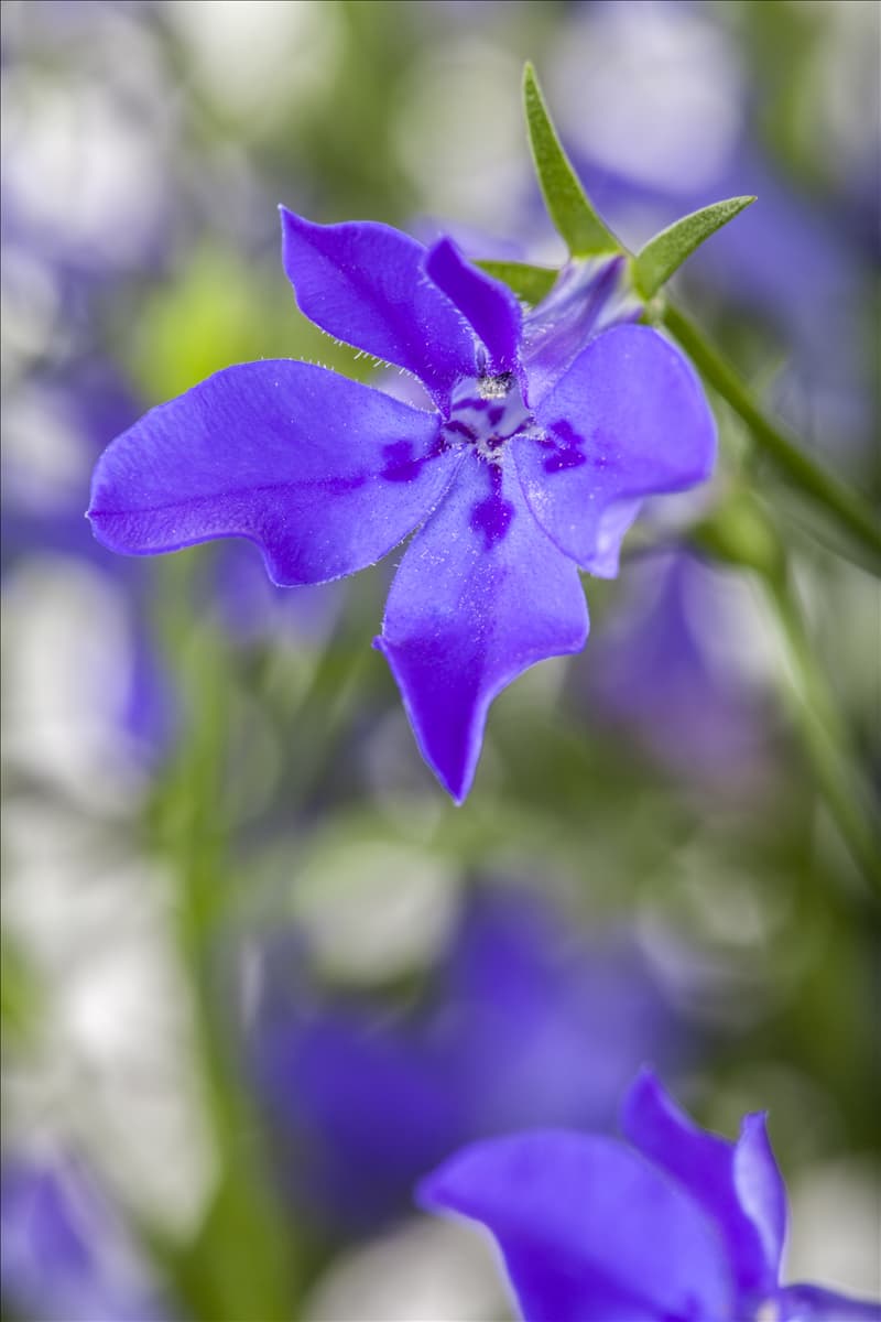 Lobelia erinus, blau