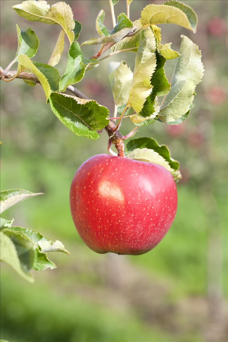 Malus domestica 'Alkmene' Apfel 'Alkmene'