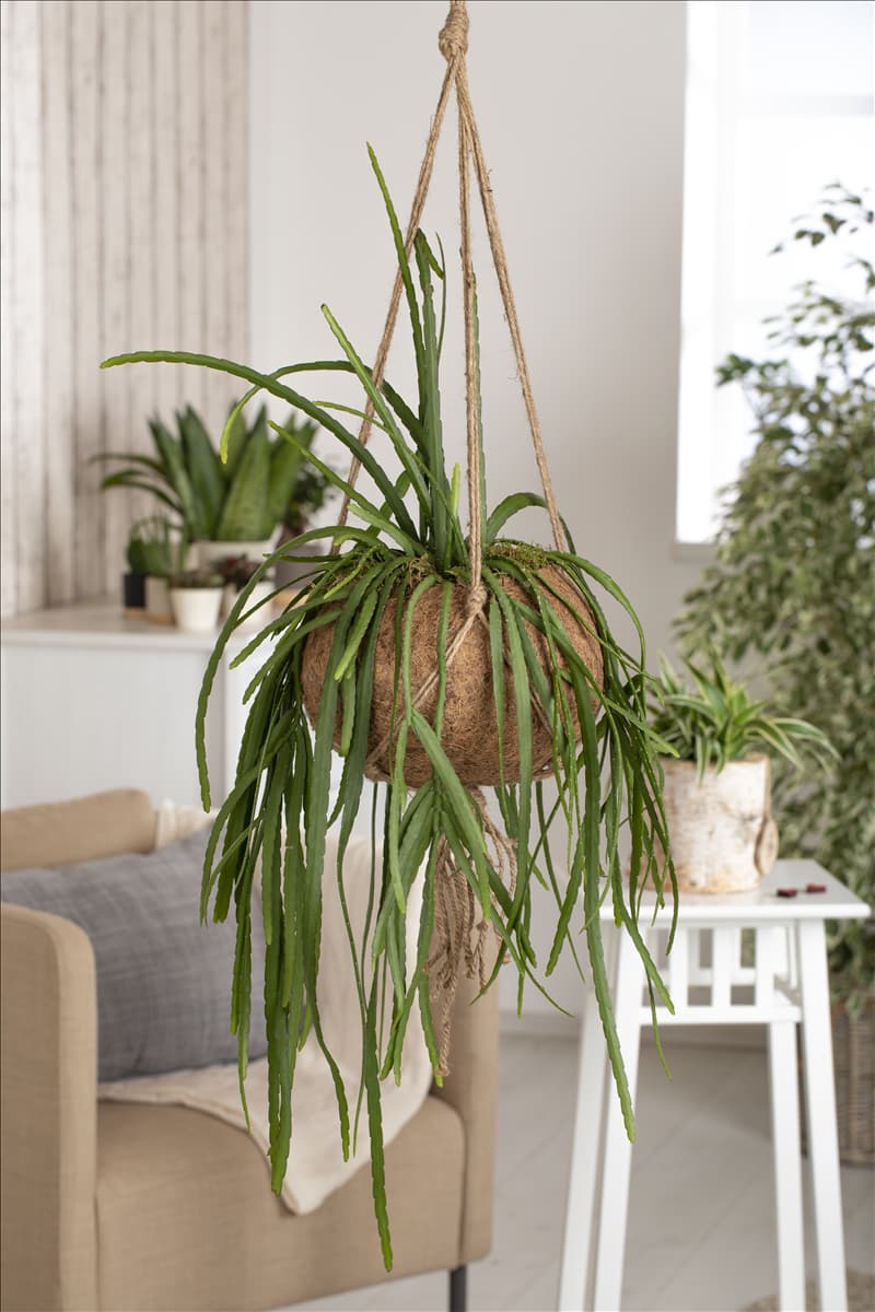 Lepismium bolivianum