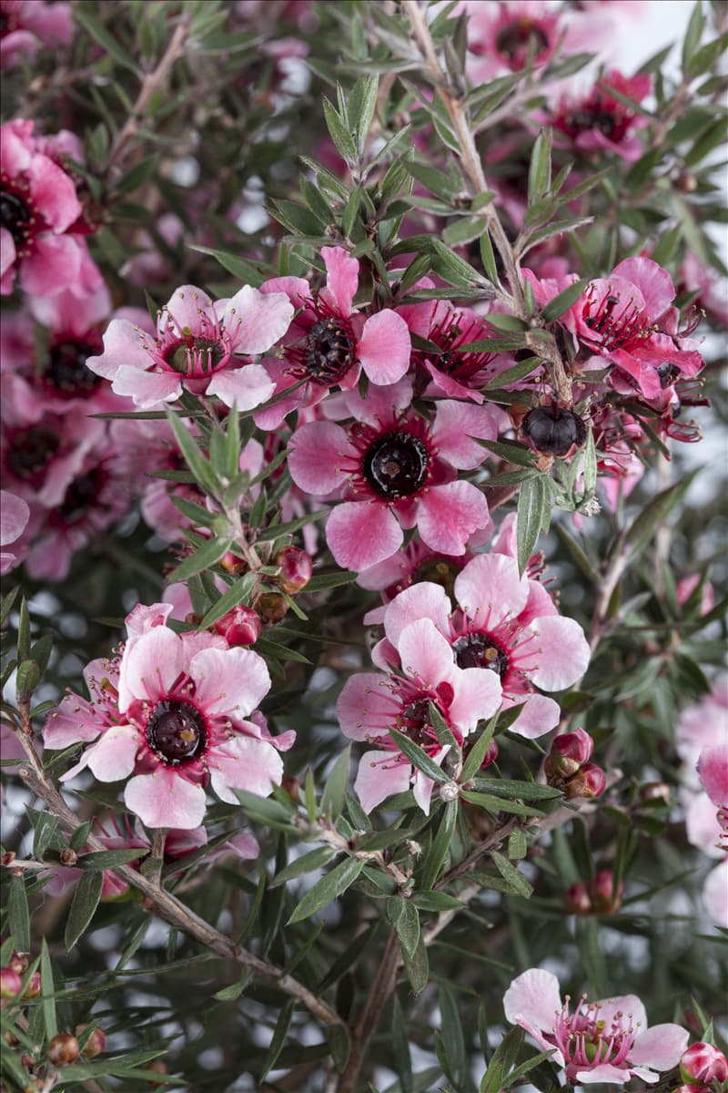 Leptospermum scoparium