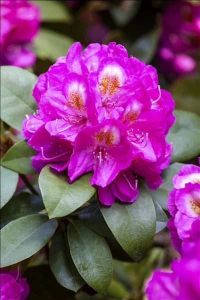 Rhododendron 'Kate Waterer'