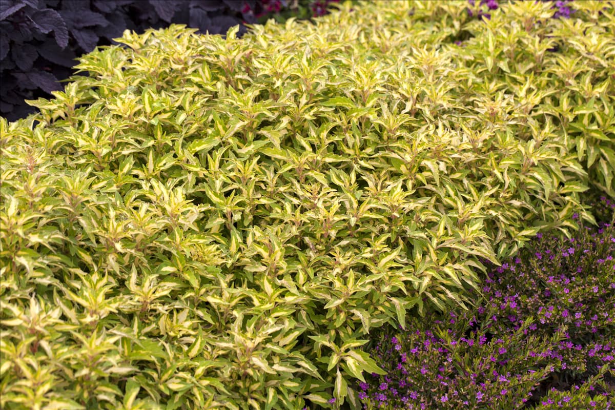 Plectranthus scutellarioides