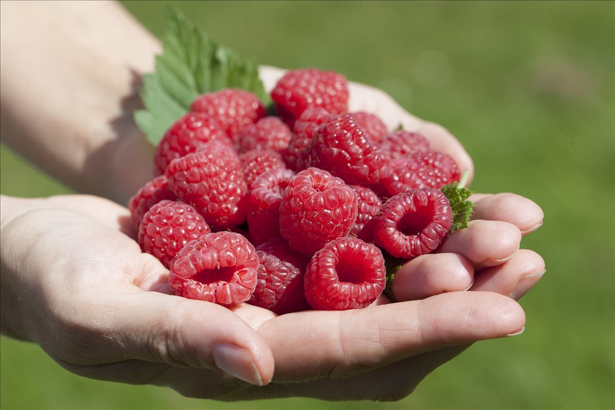 Rubus idaeus