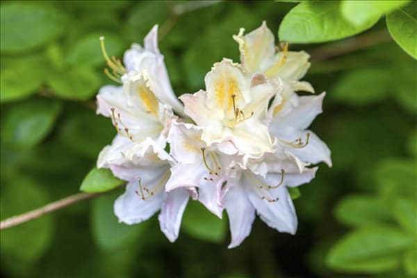 Rhododendron luteum 'Frederic de Merode'