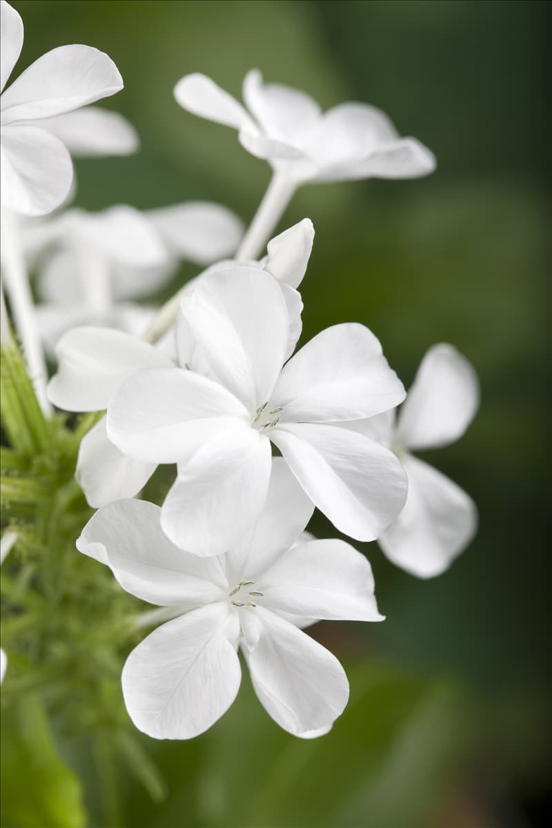 Plumbago auriculata
