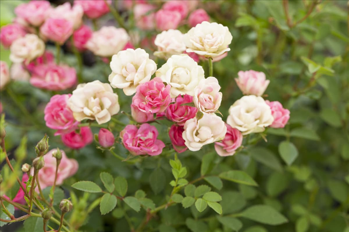 Rosa 'LillyRose™ Wonder5' Kleinstrauchrose 'LillyRose™ Wonder5'