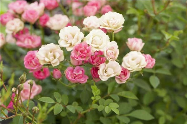Rosa 'LillyRose™ Wonder5'
