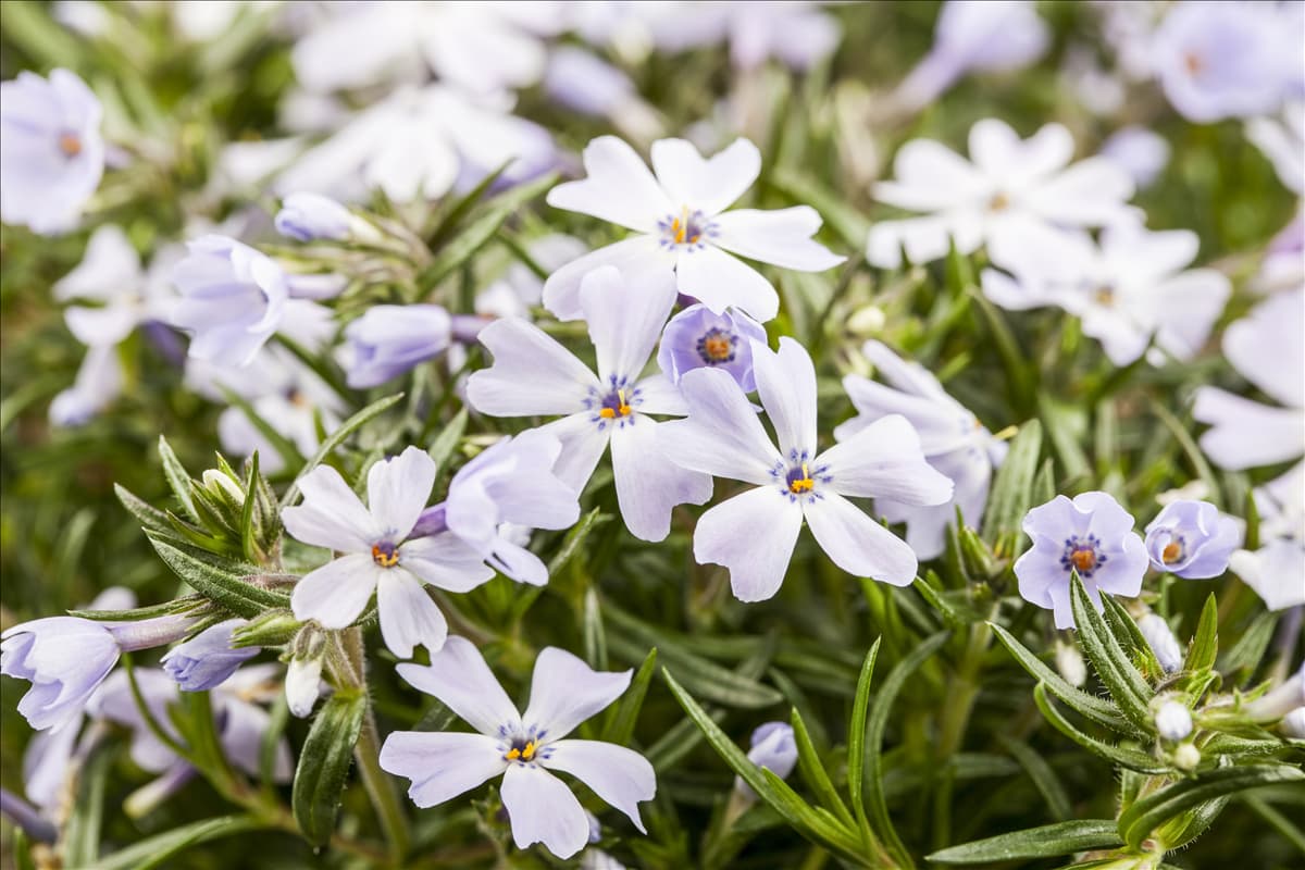 Phlox subulata